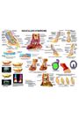 Navicular Anatomy Chart by Susan Hakola