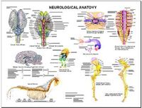 Neurological Anatomy Chart by Susan Hakola