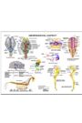 Neurological Anatomy Chart by Susan Hakola