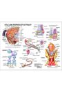 Stallion Anatomy Chart by Susan Hakola