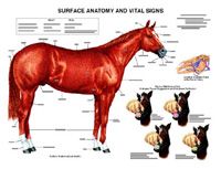 Surface Anatomy Chart by Susan Hakola