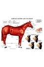 Surface Anatomy Chart by Susan Hakola