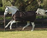 Rambo by Horseware California Turnout Horse Blanket