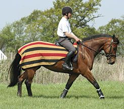 Rambo Newmarket Competition Sh Picture