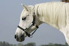 Rambo by Horseware Field Safe Halter