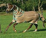 Amigo by Horseware Horse Fly Sheet