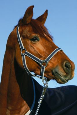 Amigo by Horseware Halter with Leadrope (Classic Navy)