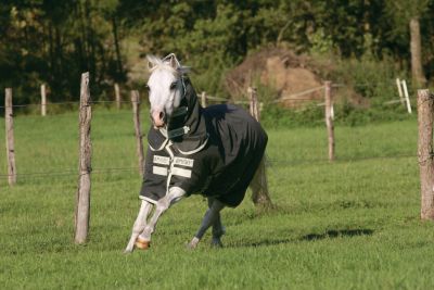 Rhino by Horseware Pony Plus Turnout Blanket Heavy::