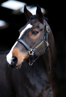 Amigo by Horseware Padded Halter