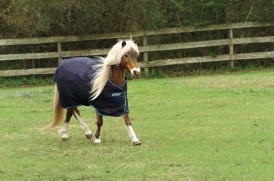 Amigo Bravo-12  by Horseware Pony Medium Weight Turnout Blanket Best Price