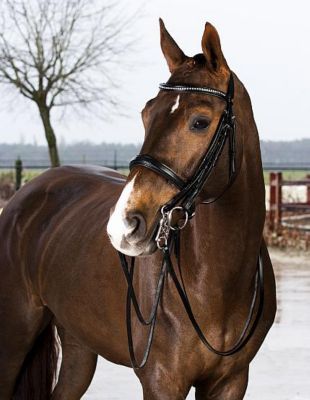 Horze Weymouth Bridle Best Price