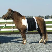 Intrepid Miniature Horse Belly Sweat