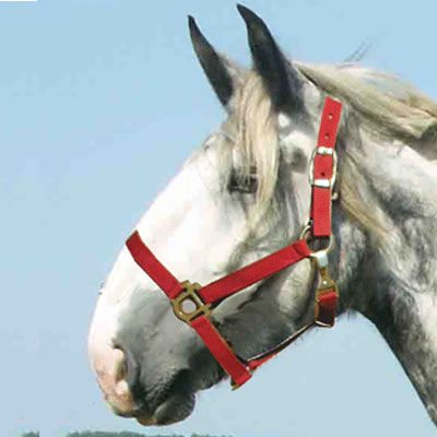 Intrepid Draft Horse Economy Halter