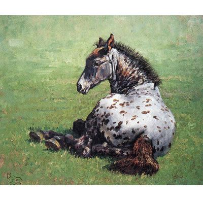 Appaloosa Foal Art Print by Malcom Coward Best Price
