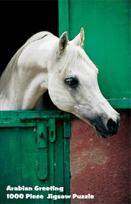 Intrepid Arabian Greeting Puzzle