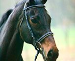 Henri de Rivel Collection Event Bridle with Flash and Web Reins