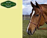 Henri de Rivel Collection Fancy Raised Bridle with Laced Reins