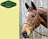 Henri de Rivel Plain Raised Snaffle Bridle
