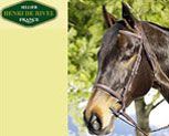 Henri De Rivel Square Raised Snaffle Bridle