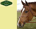 Henri de Rivel Collection Figure 8 Bridle with Laced Reins