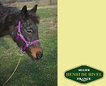 Henri de Rivel Collection I love My Pony Halter