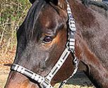 TuffRider Collection Plaid Covered Halter