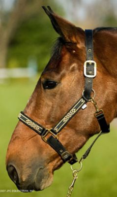 Equine Couture Ribbon Halter::