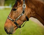 Equine Couture Ribbon Halter