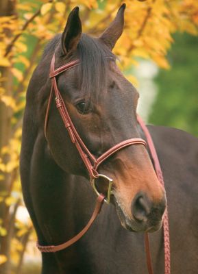 Henri de Rivel Pro Collection Square Raised Bridle