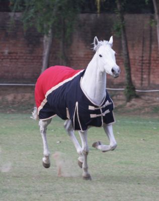 Equine Couture Royal Caliber Medium Weight Horse Turnout Blanket