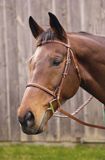 Henri De Rivel Club Plain Raised Snaffle Bridle