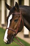 Henri De Rivel Cord Chain Bridle Best Price