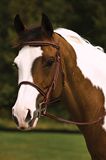 Henri De Rivel Oakbark Braided Snaffle Bridle