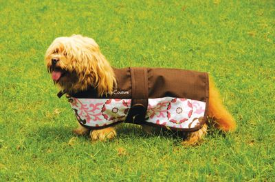 Equine Couture Ashley Dog Blanket Best Price