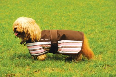 Equine Couture Madison Dog Blanket Best Price