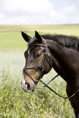 Kieffer Carmen Figure 8 Noseband Snaffle Bridle Best Price