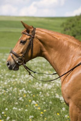 Kieffer Belinda Snaffle Bridle with Flash 