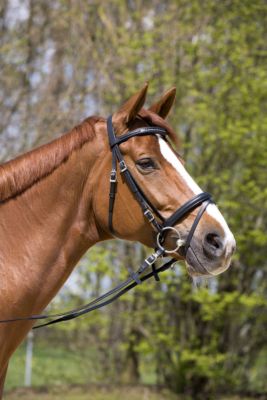 Kieffer Betty Snaffle Bridle with Crank Flash Best Price