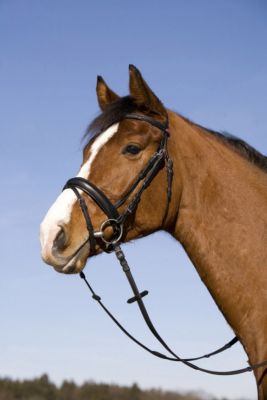 Kieffer Salome II  Snaffle Bridle with Crank Noseband 