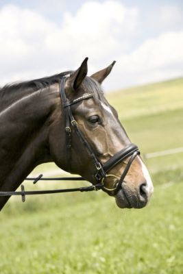 Kieffer Maja II Double Bridle with Crank Noseband 