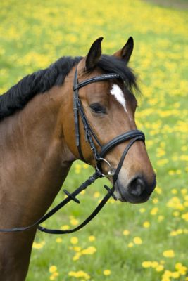 Kieffer Jessica III Snaffle Bridle with Silver Chain Browband 