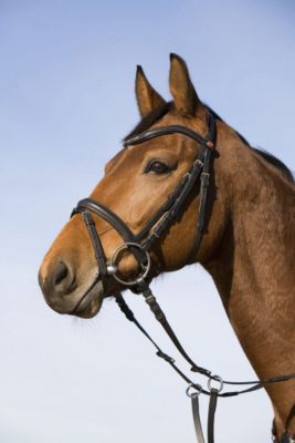 Kieffer Maike Snaffle Bridle with Crank Noseband 