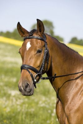 Kieffer Julie II Pony Snaffle Bridle with Stone Browband 