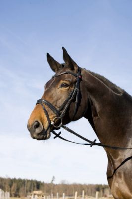 Kieffer Svenja Snaffle Bridle with Flash 