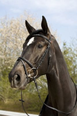 Kieffer Violetta Snaffle Bridle with Crank Noseband  