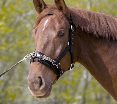 Kieffer Nylon Lunge Cavesson Best Price