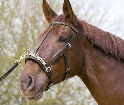 Kieffer  Leather Lunge Cavesson Best Price