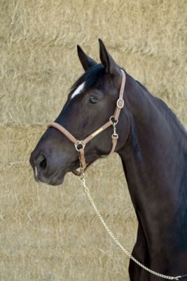 Kieffer Elegance Leather Halter