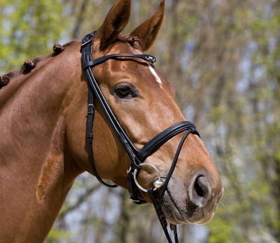 Kieffer Anja Bridle with Flash Noseband Best Price
