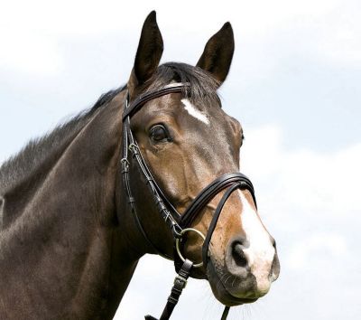 Kieffer Sterntaler II Bridler with Crank Noseband